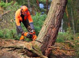 Best Tree Health Inspection  in Woodville, OH