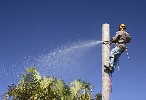 Best Utility Line Clearance  in Woodville, OH