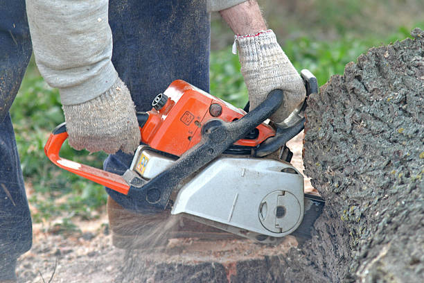 Woodville, OH Tree Services Company