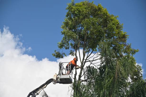 How Our Tree Care Process Works  in  Woodville, OH